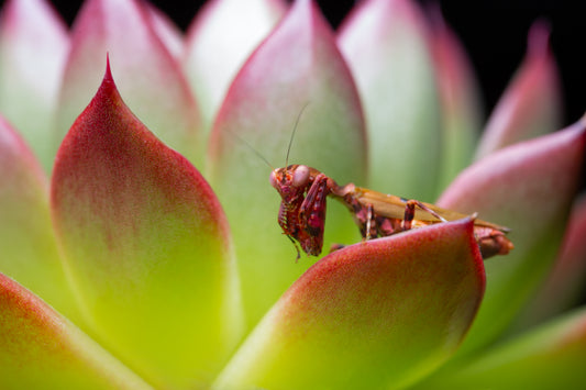 Acontista mexicana - Mexican Ant Mantis