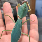 Rhombodera Stalli - Giant shield mantis