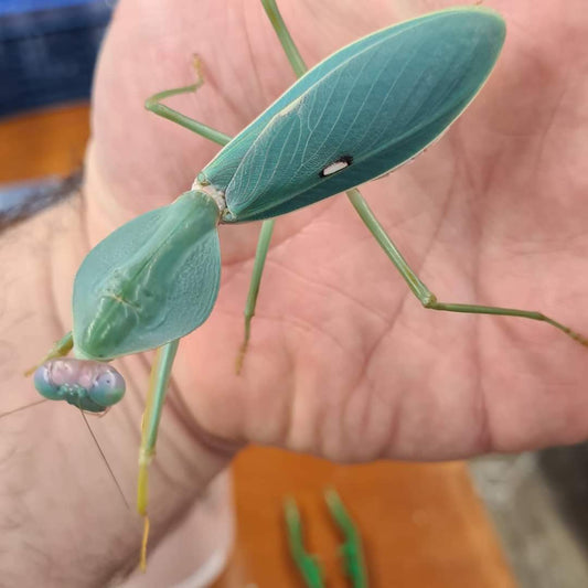 Rhombodera Stalli - Giant shield mantis