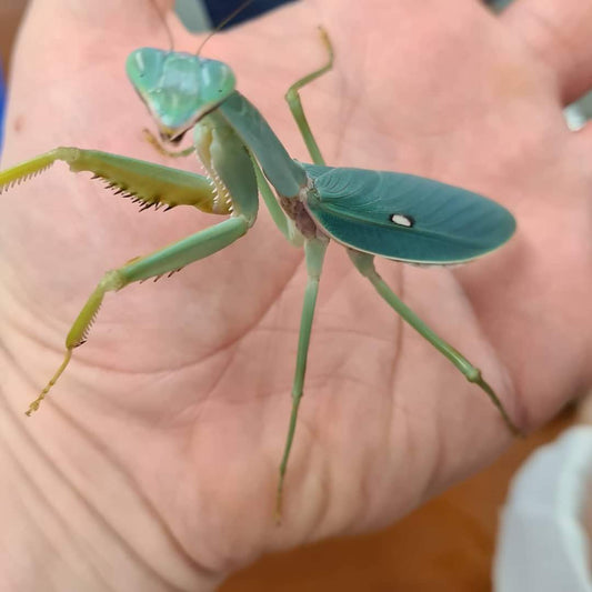 Rhombodera Stalli - Giant shield mantis