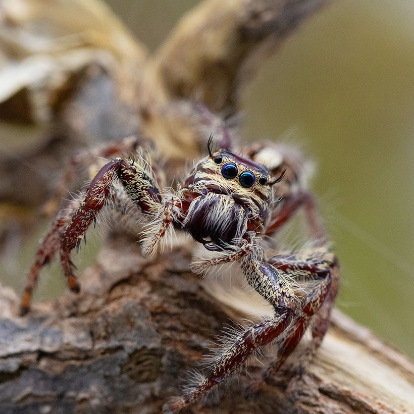 Hyllus giganteus