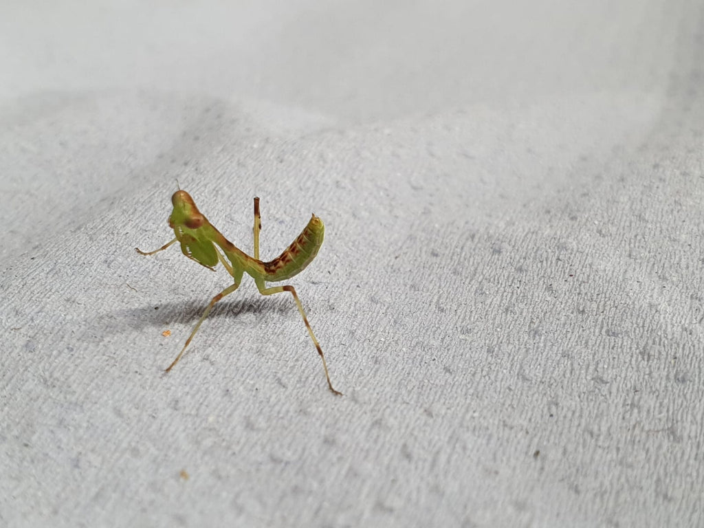 Hierodula patellifera - Harabiro Mantis