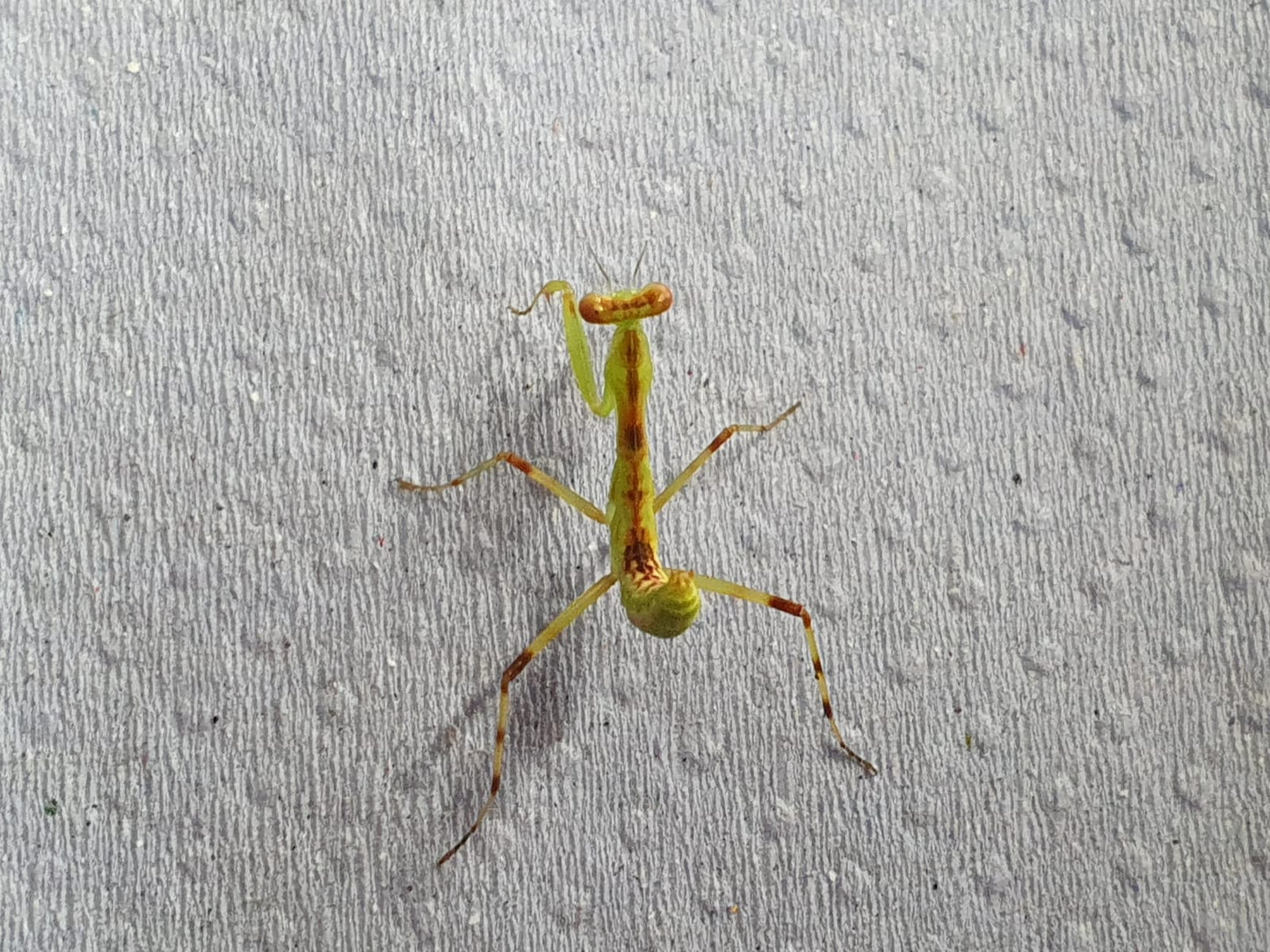 Harabiro Mantis - Hierodula patellifera