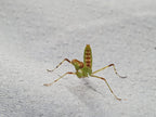 Hierodula patellifera - Harabiro Mantis