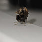Otomantis scutigera - African boxer mantis