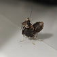 Otomantis scutigera - African boxer mantis
