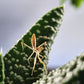 Timor giant mantis - Hierodula timorensis