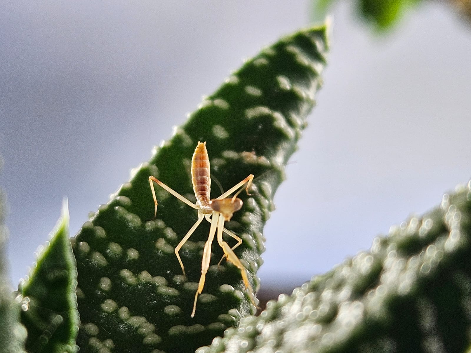 Hierodula timorensis - Timor giant mantis