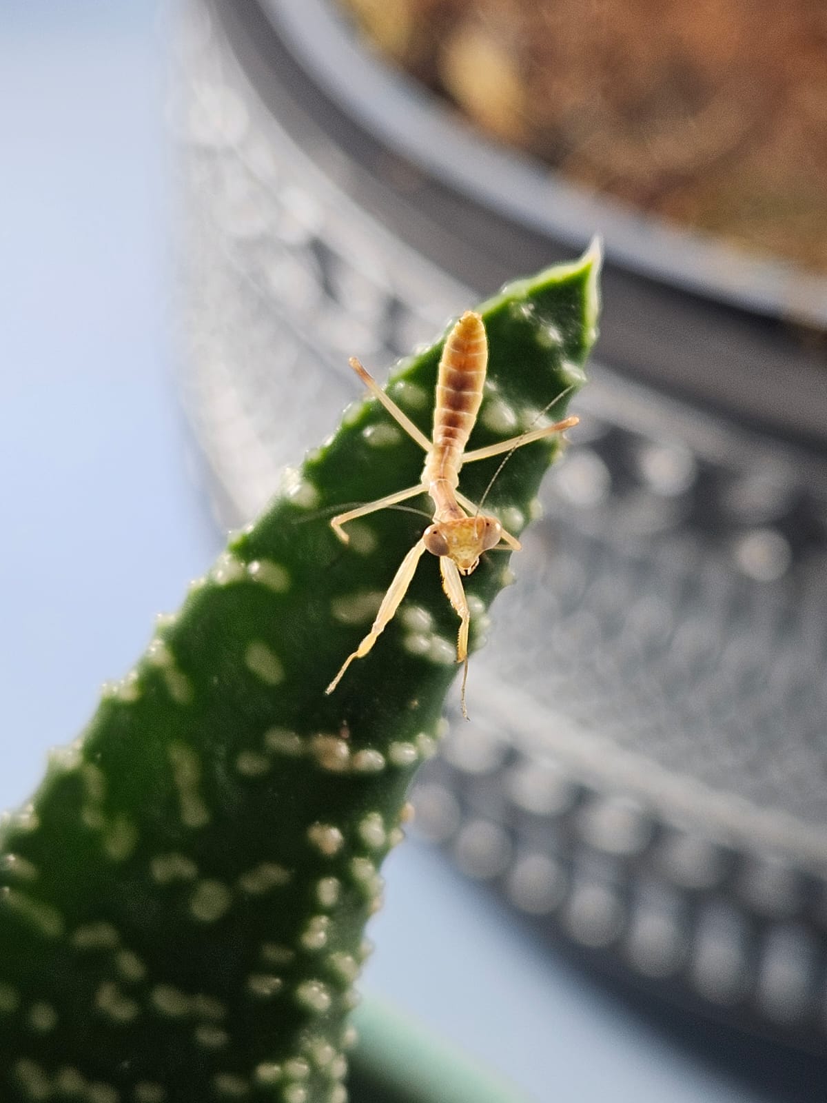 Timor giant mantis - Hierodula timorensis