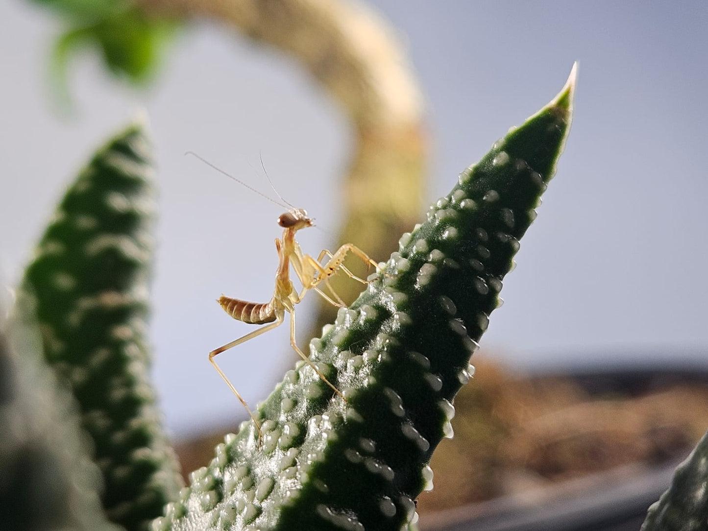 Timor giant mantis - Hierodula timorensis