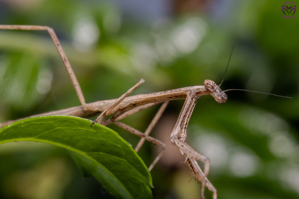 Neodanuria bolauana - Giant African Twig mantis