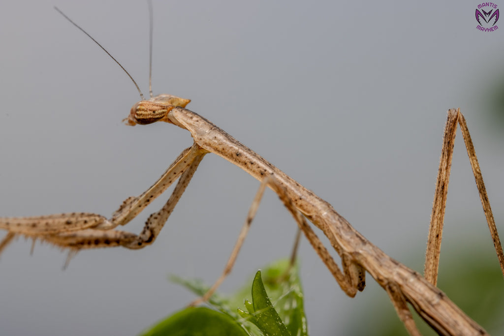 Neodanuria bolauana - Giant African Twig mantis