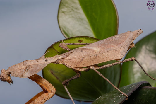 Deroplatys desiccata - Giant dead leaf mantis