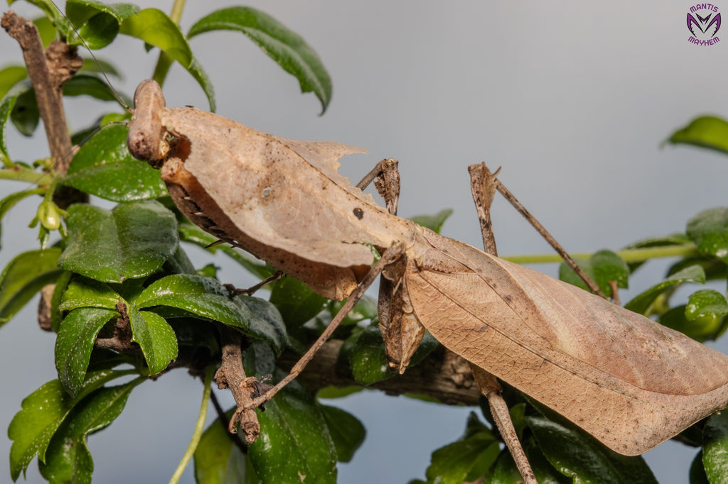 Deroplatys desiccata - Giant dead leaf mantis