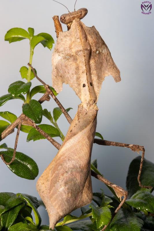 Deroplatys desiccata - Giant dead leaf mantis