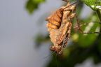 Deroplatys desiccata - Giant dead leaf mantis
