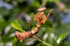 Deroplatys desiccata - Giant dead leaf mantis