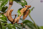 Deroplatys desiccata - Giant dead leaf mantis