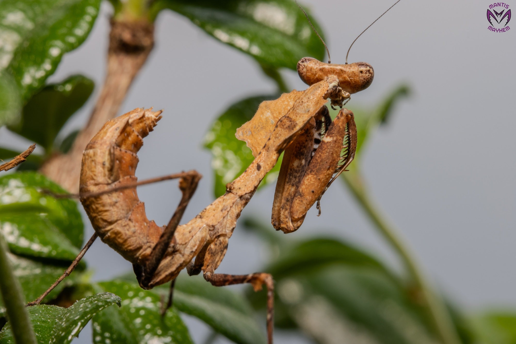 Deroplatys desiccata - Giant dead leaf mantis