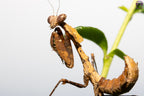 Deroplatys desiccata - Giant dead leaf mantis
