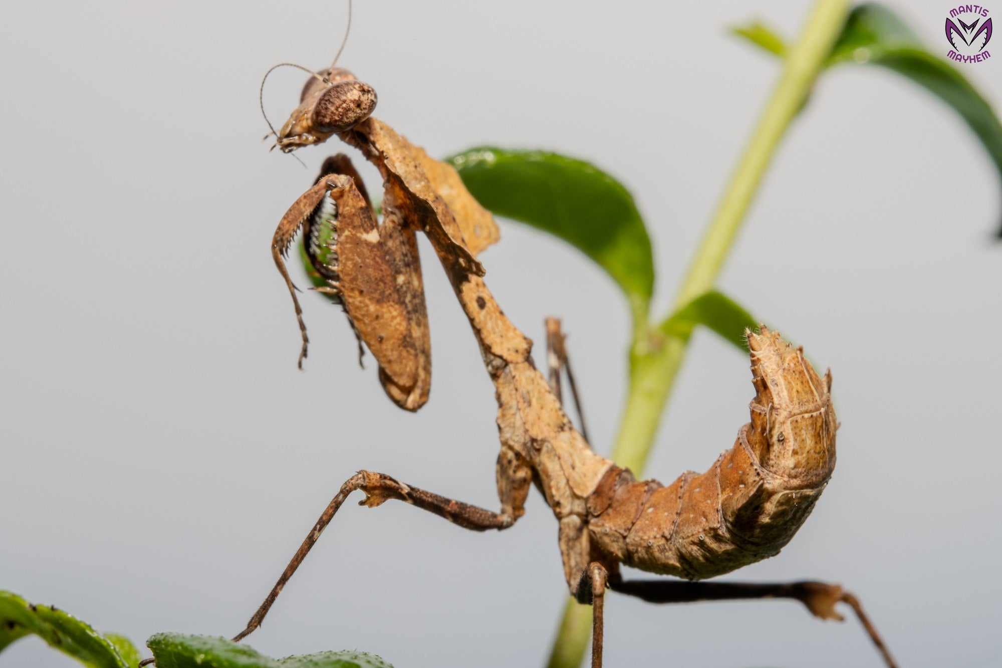 Deroplatys desiccata - Giant dead leaf mantis