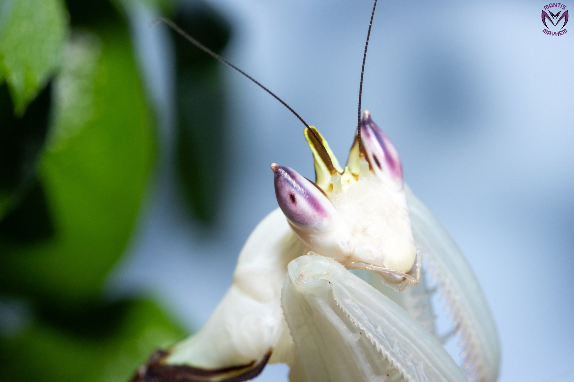 Hymenopus coronatus - Orchid mantis