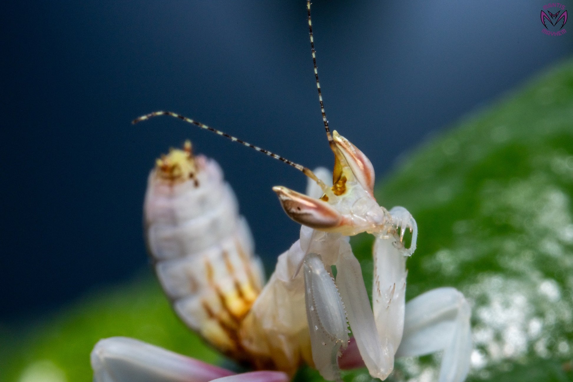Hymenopus coronatus - Orchid mantis