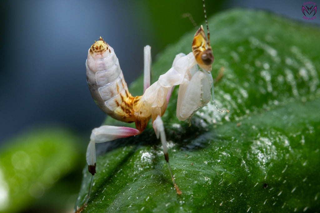 Close-up of a vibrant Orchid Mantis (Hymenopus coronatus) for sale in the UK – exotic flower-like praying mantis species from Southeast Asia, perfect for insect keepers and collectors. Available from trusted UK mantis shop.