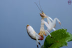 Close-up of a vibrant Orchid Mantis (Hymenopus coronatus) for sale in the UK – exotic flower-like praying mantis species from Southeast Asia, perfect for insect keepers and collectors. Available from trusted UK mantis shop.
