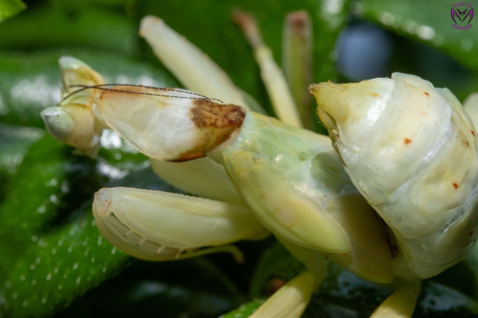 Helvia cardinalis - Yellow orchid mantis