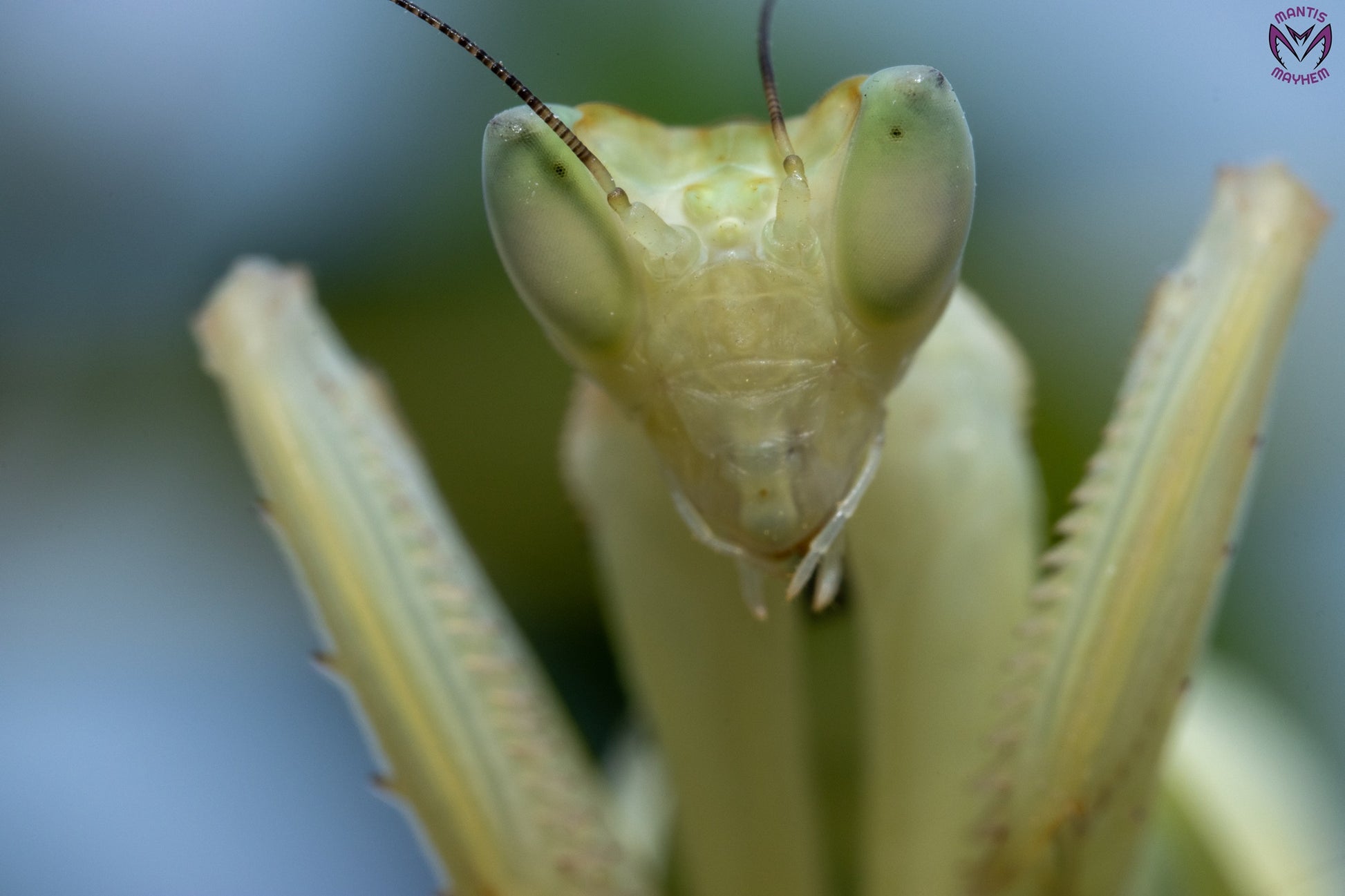 Helvia cardinalis - Yellow orchid mantis