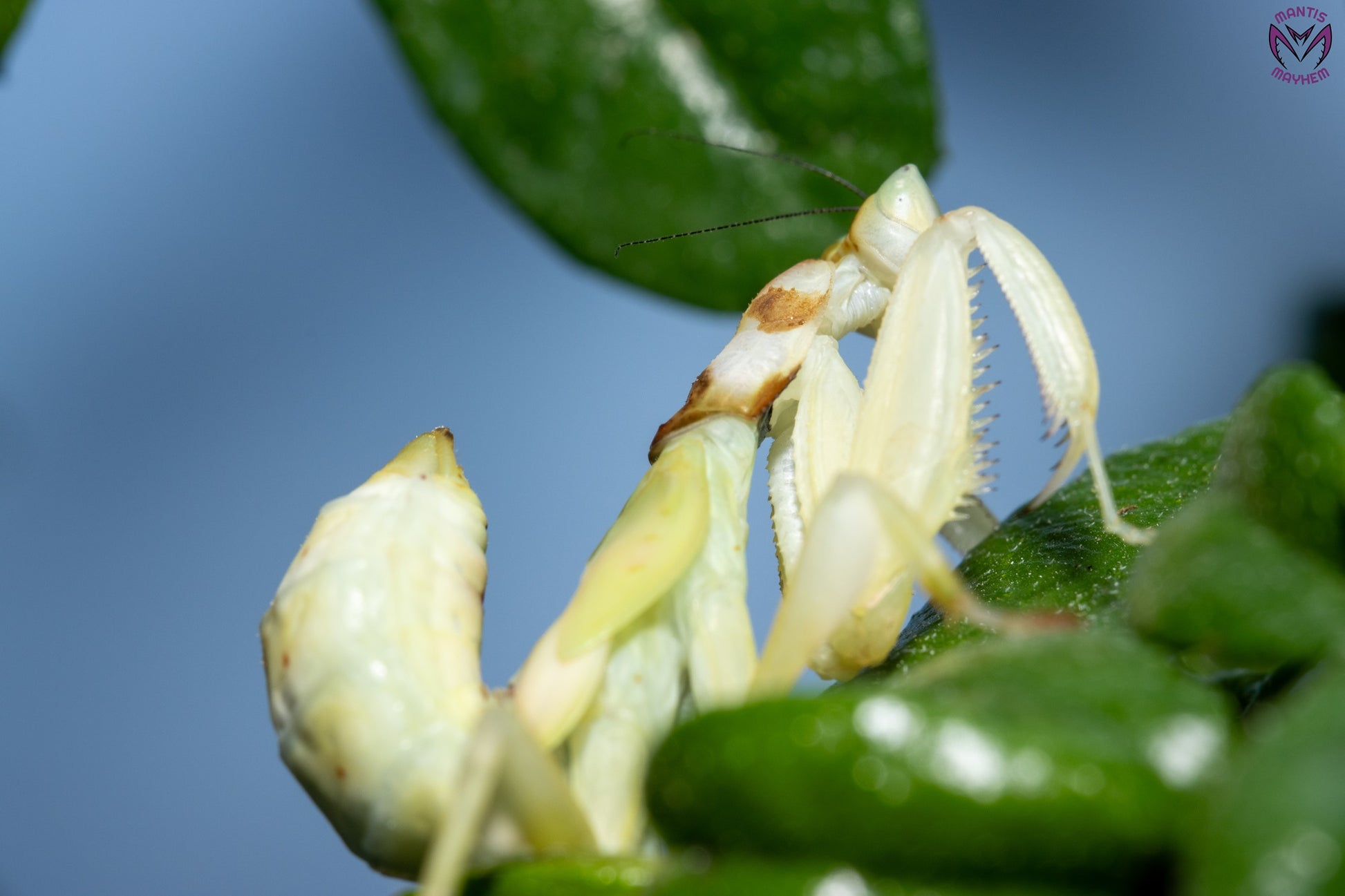 Helvia cardinalis - Yellow orchid mantis