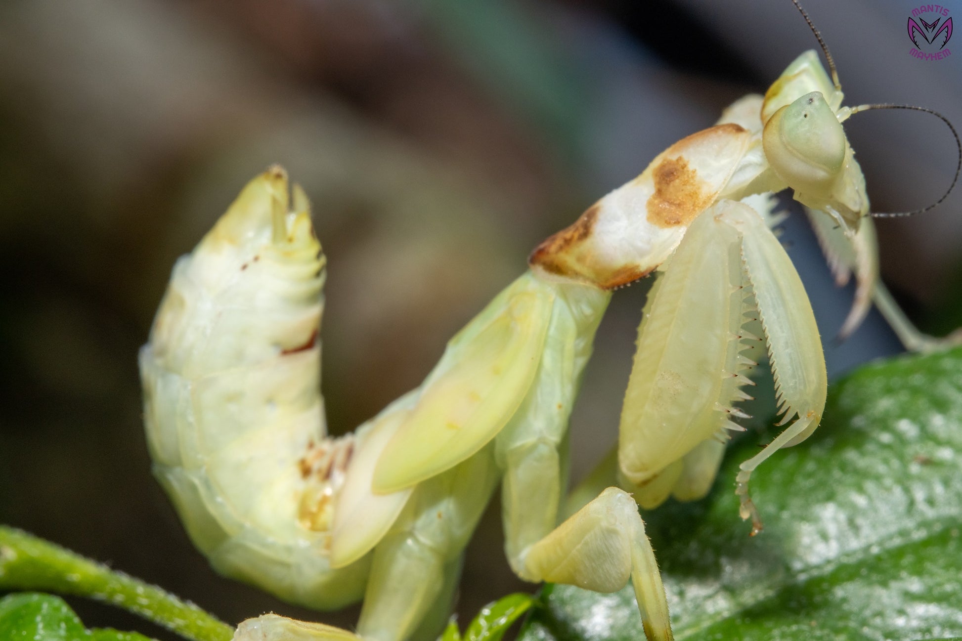 Helvia cardinalis - Yellow orchid mantis