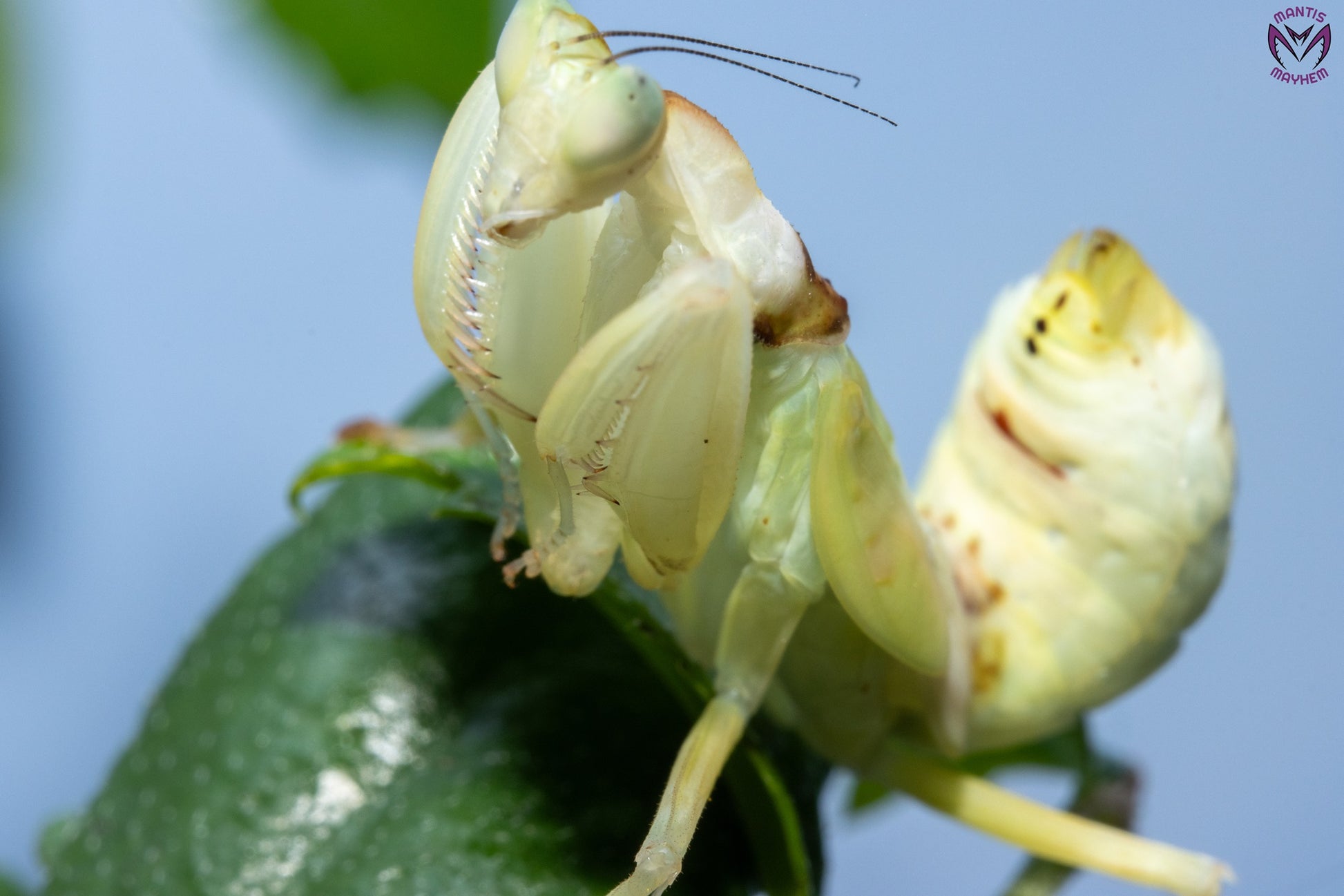 Helvia cardinalis - Yellow orchid mantis