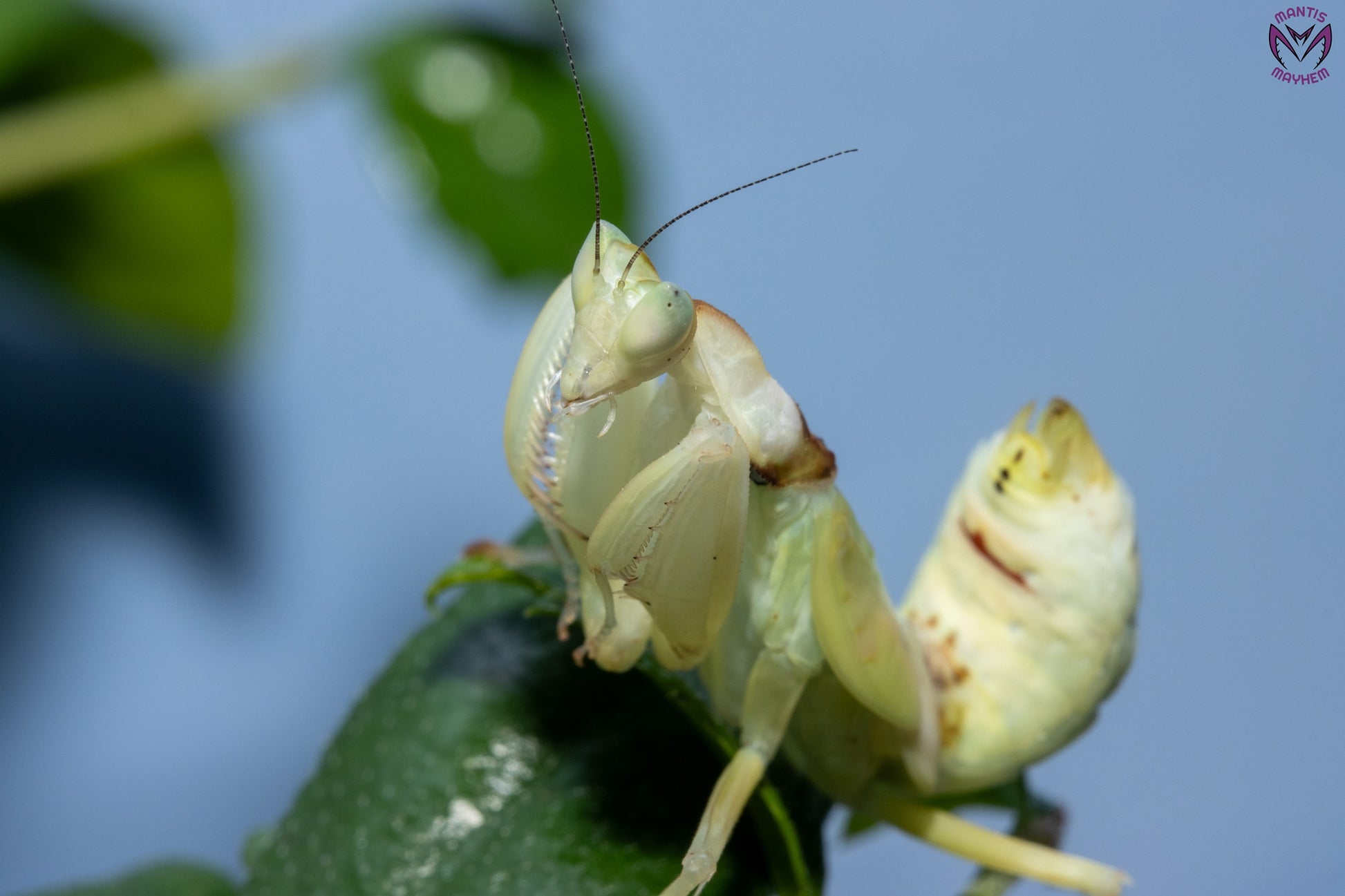 Helvia cardinalis - Yellow orchid mantis