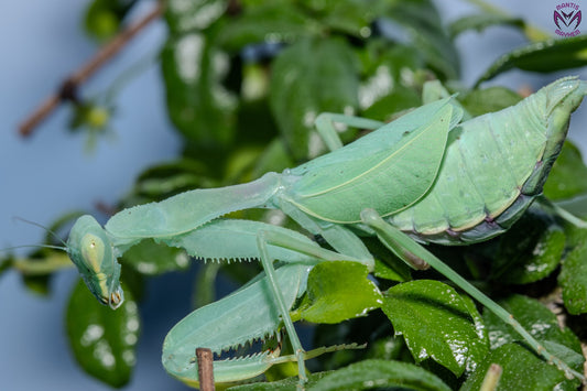 Cilnia humeralis - wide-armed mantis