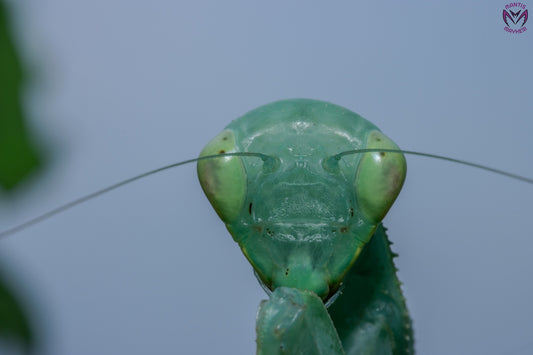 Cilnia humeralis - wide-armed mantis