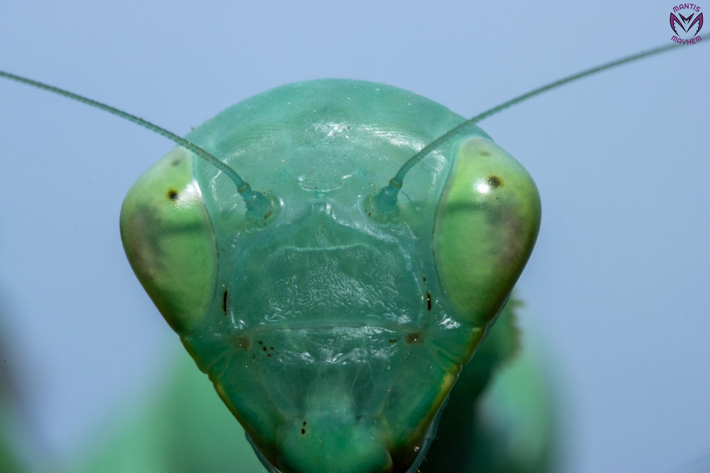 Cilnia humeralis - wide-armed mantis