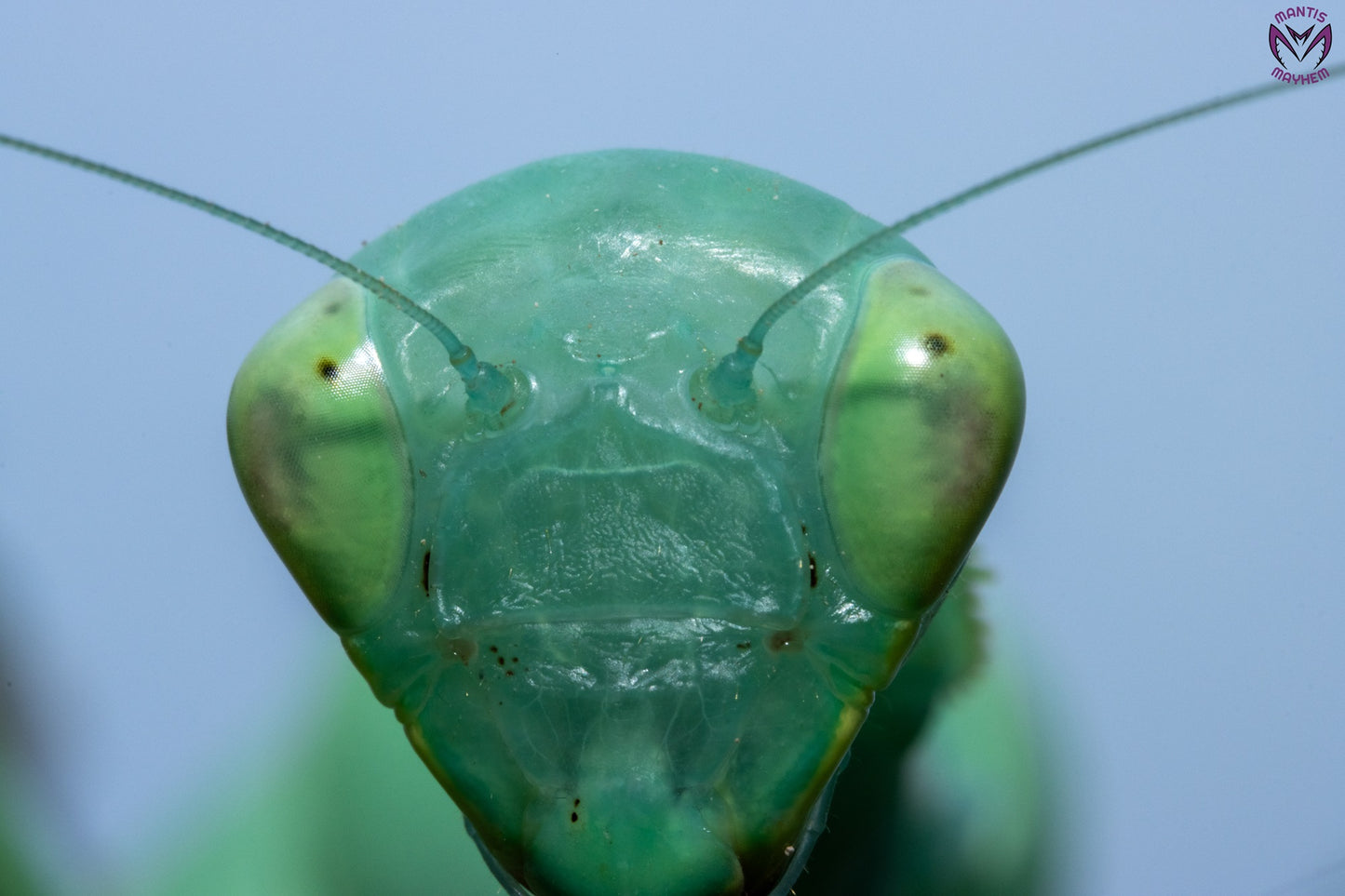 Cilnia humeralis - wide-armed mantis