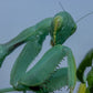 Cilnia humeralis - wide-armed mantis