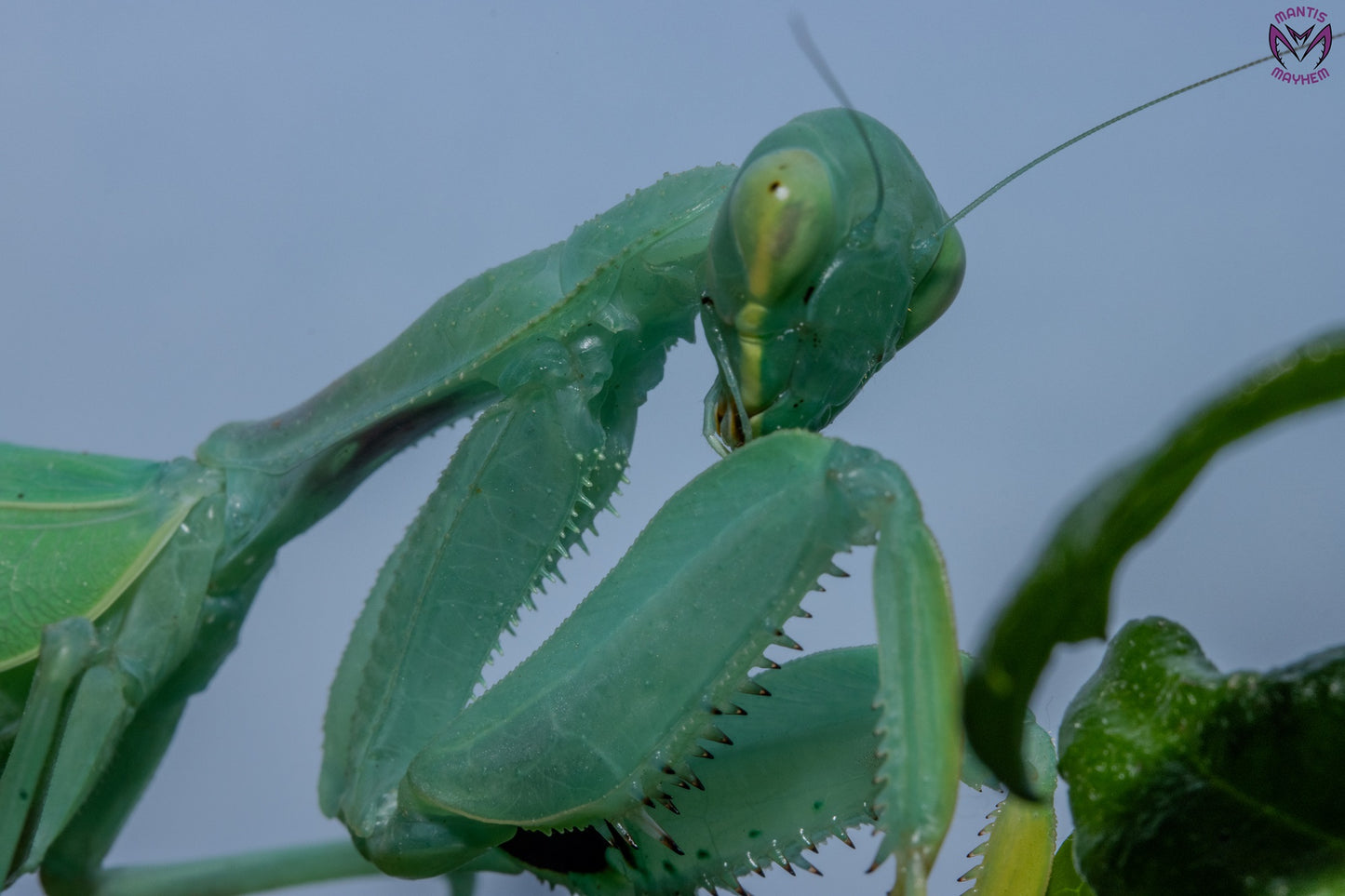 Cilnia humeralis - wide-armed mantis