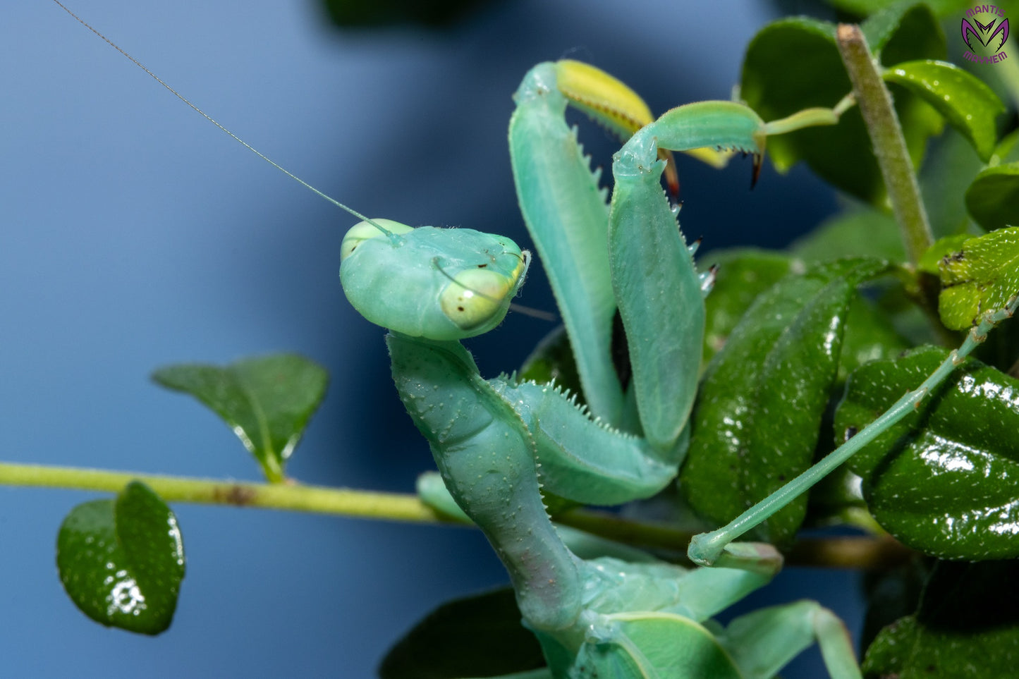 Cilnia humeralis - wide-armed mantis