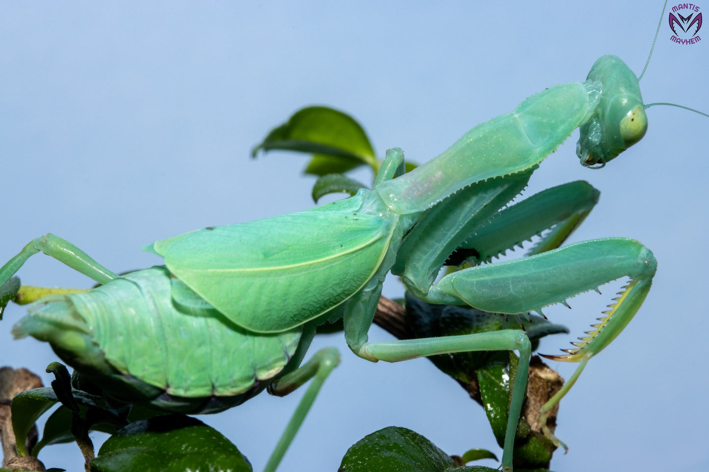 Cilnia humeralis - wide-armed mantis