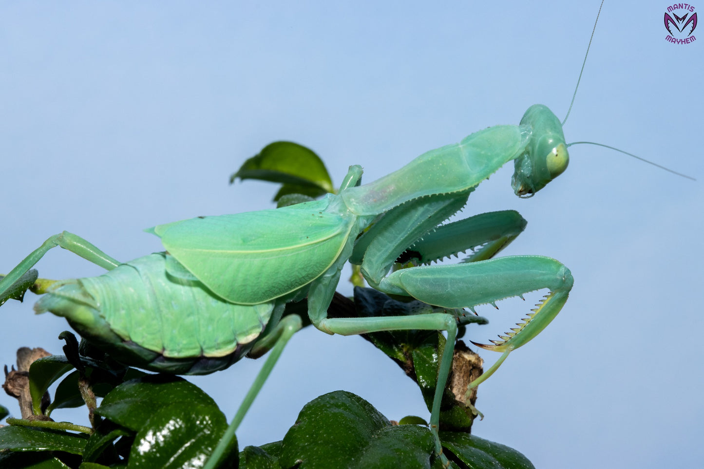 Cilnia humeralis - wide-armed mantis