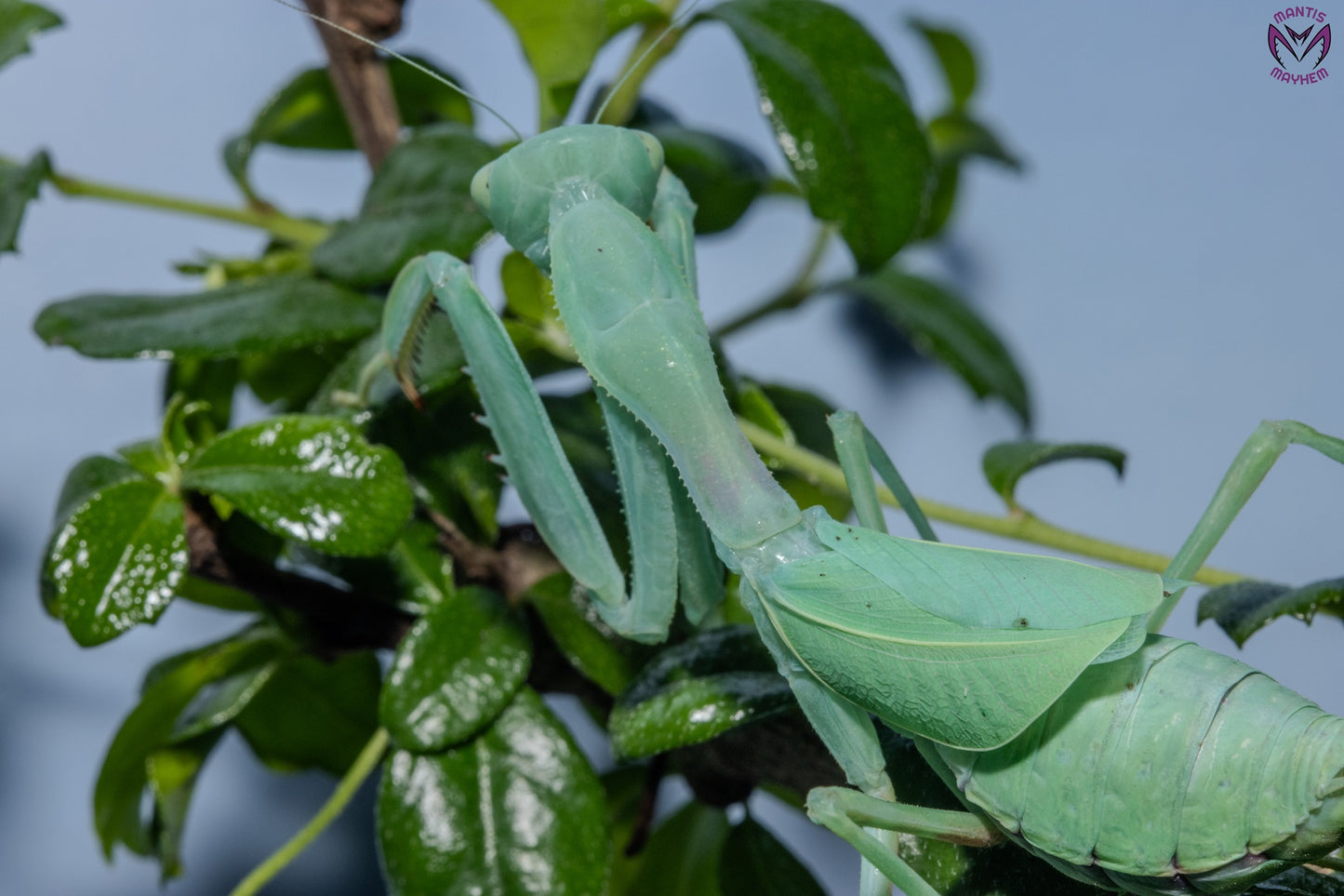 Cilnia humeralis - wide-armed mantis