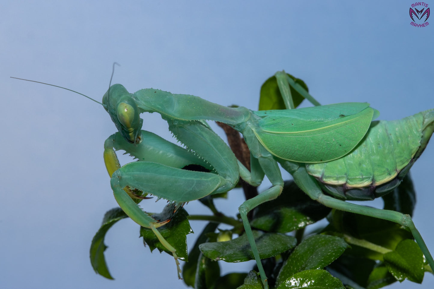 Cilnia humeralis - wide-armed mantis