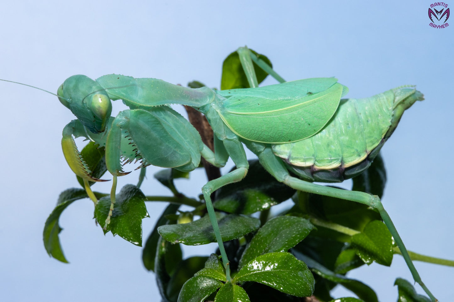 Cilnia humeralis - wide-armed mantis