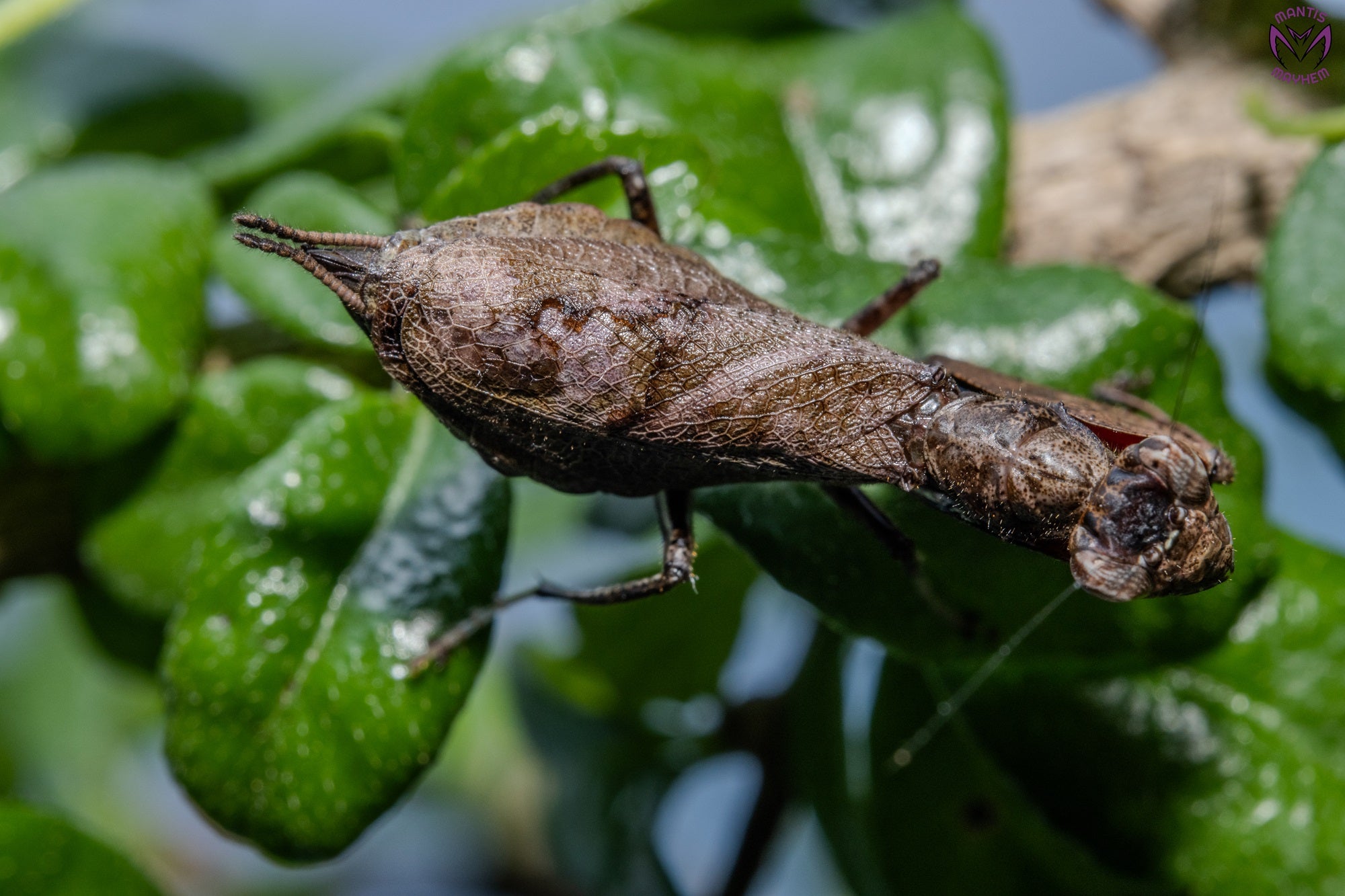 Astyliasula major - Boxer mantis