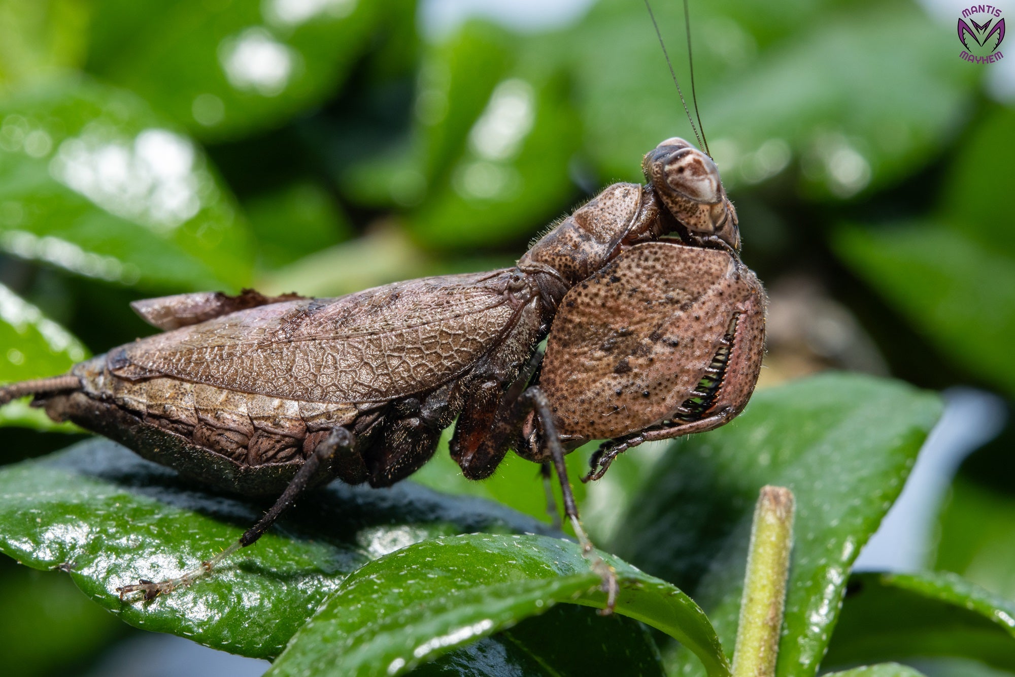 Astyliasula major - Boxer mantis