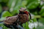 Astyliasula major - Boxer mantis